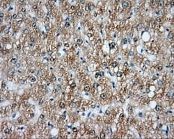 NIT2 Antibody (clone OTI3F3)