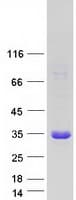 Human CHAC1 / MGC4504 Protein (Recombinant Myc-DDK (Flag))
