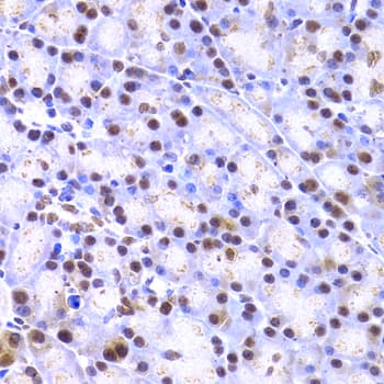 XRCC4 Antibody