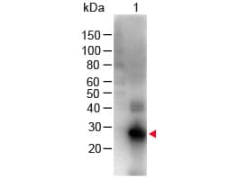 Polyclonal Goat Anti-Human IgG Fc Secondary Antibody (Biotin, IHC, WB)
