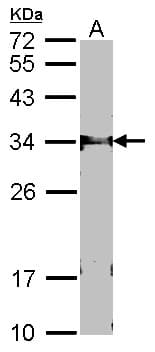 FBXL12 Antibody (aa265-326)