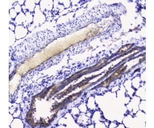 Polyclonal Rabbit anti-Rat BTC / Betacellulin Antibody (IHC, WB)