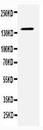 CD22 Antibody (aa832-847)