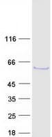 Human B3GALTL Protein (Recombinant Myc-DDK (Flag))
