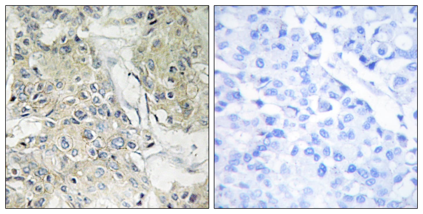 ANO9 / TMEM16J Antibody (aa481-530)