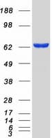 Human GBP5 Protein (Recombinant Myc-DDK (Flag))