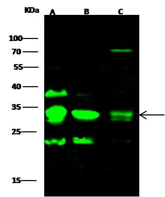 CD79B / CD79 Beta Antibody (Preservative Free)