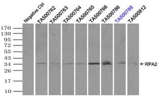 RPA2 / RFA2 / RPA34 Antibody (clone OTI8B3)