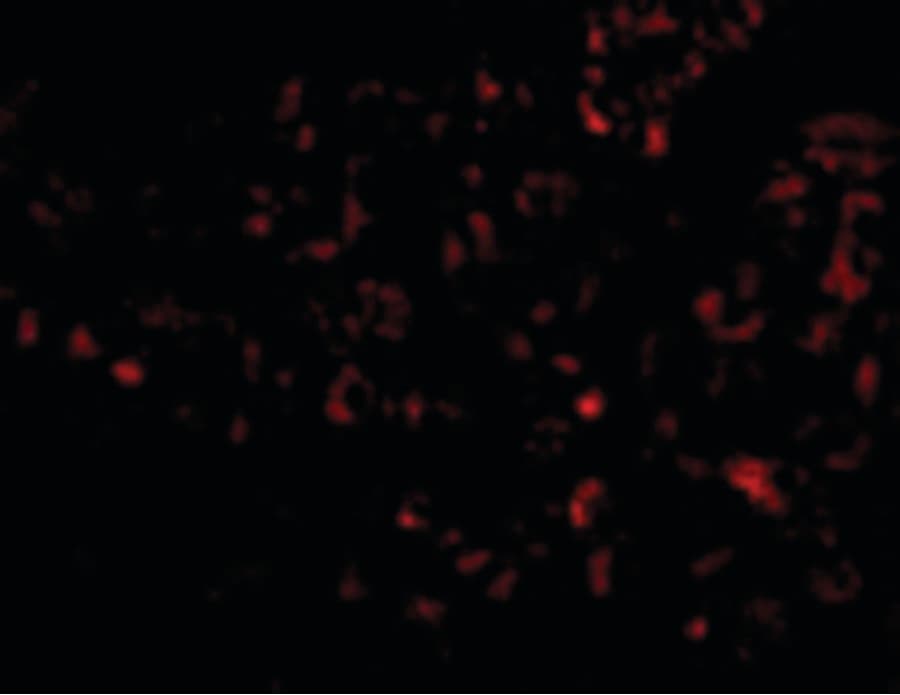 Polyclonal Chicken anti-Human ALB / Serum Albumin Antibody (IHC, IF, WB)
