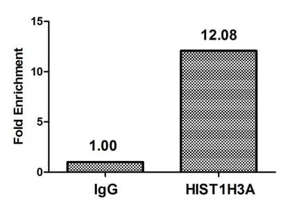HIST1H3A Antibody (phospho-Ser28)