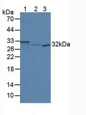 SCGN / Secretagogin Antibody (aa1-276)