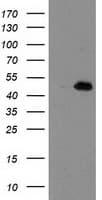 AIPL1 Antibody (clone OTI3B4, Carrier-free)
