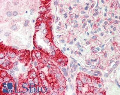 IHC-plus™ TFEB Antibody (aa15-64)