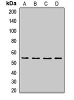 CDC45 Antibody