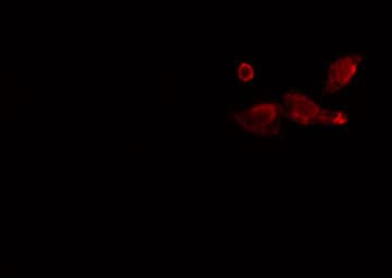 BRCC45 / BRE Antibody
