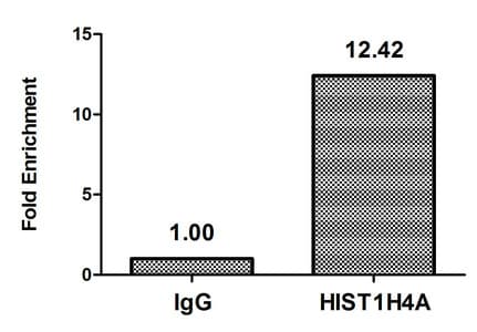 HIST1H4I Antibody