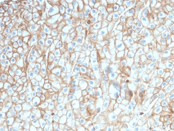 CD274 / B7-H1 / PD-L1 Antibody (clone PDL1/2746, Azide-free, BSA-free)