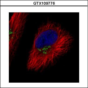 COG7 Antibody