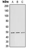 Polyclonal Rabbit anti-Human TEAD1 Antibody (Internal, IF, WB)