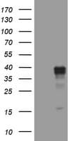 WNT3 Antibody (aa128-355, clone OTI3G5)