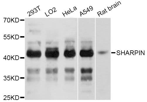 SHARPIN Antibody