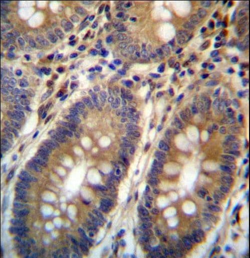 ASMTL Antibody (aa231-259)