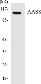 AASS / LKR / SDH Antibody (aa243-292)