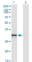 CDK5 Antibody (clone 1A2)