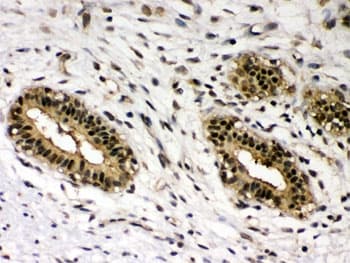 REL / C-Rel Antibody