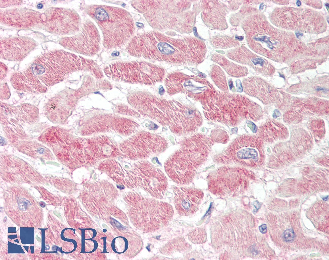 RNH1 Antibody (aa151-200)