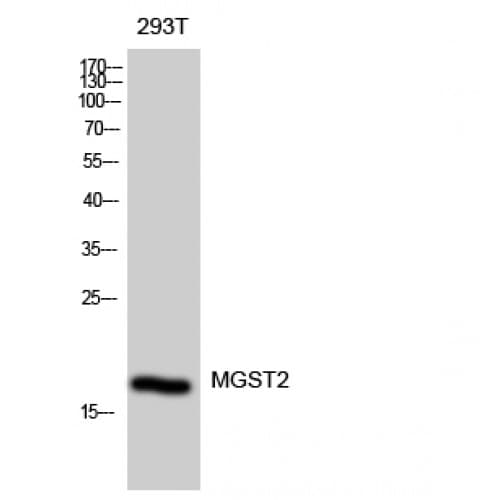 Polyclonal Rabbit anti-Human MGST2 Antibody (370-450 aa, Internal, WB)