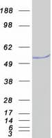 Human FLI1 Protein (Recombinant Myc-DDK (Flag))