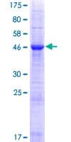 Human INF2 Protein (Recombinant GST)
