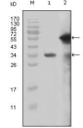 IHC-plus™ KMT2A / MLL Antibody (aa3751-3968, clone 10F8D7)