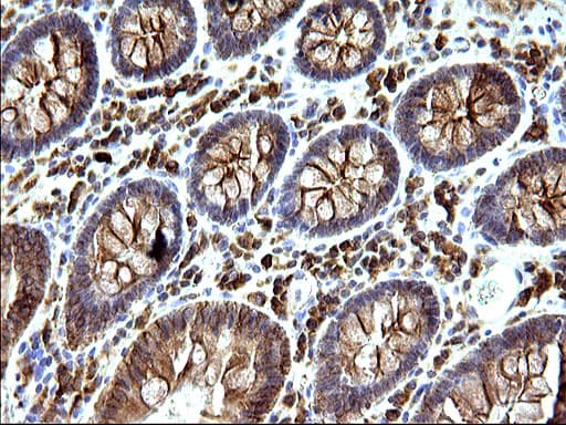 SCAMP2 Antibody (clone OTI2F1)