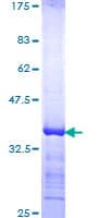Human CCNT1 / Cyclin T1 Protein (Recombinant GST, N-terminus)
