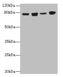 Polyclonal Rabbit anti-Human DDX50 Antibody (IHC, WB)