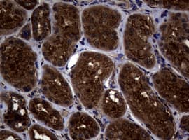 SKIL / SNO / SnoN Antibody (clone OTI2C9)