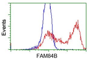 FAM84B Antibody (clone OTI5A9)
