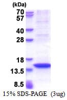 Human MX2 Protein (Recombinant His)