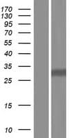 RPS3 / Ribosomal Protein S3 (Over-Expression Lysate Myc-DDK (Flag))