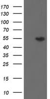 DPH2 Antibody (clone OTI2B12)