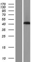 SPATA22 Protein (Over-Expression Lysate Myc-DDK (Flag))