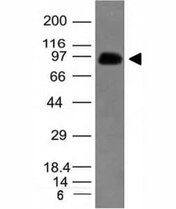 SPN / CD43 Antibody (clone SPN/839, Ready-to-Use)