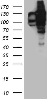 USP25 Antibody (clone OTI3F9, Carrier-free)