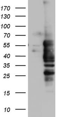 NRBF2 Antibody (clone OTI1F3)