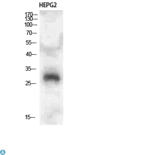 CLECSF6 / DCIR Antibody