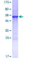 Human CHCHD6 Protein (Recombinant GST)