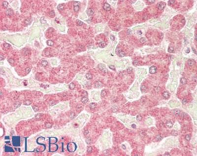 MAPK11 / SAPK2 / p38 Beta Antibody (aa20-69)