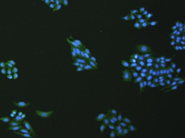 VNN1 Antibody